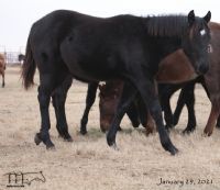 Blue Jo Hancock's 2020 Black Filly